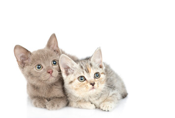 Two cute kittens looking away and up on empty space. isolated on white background