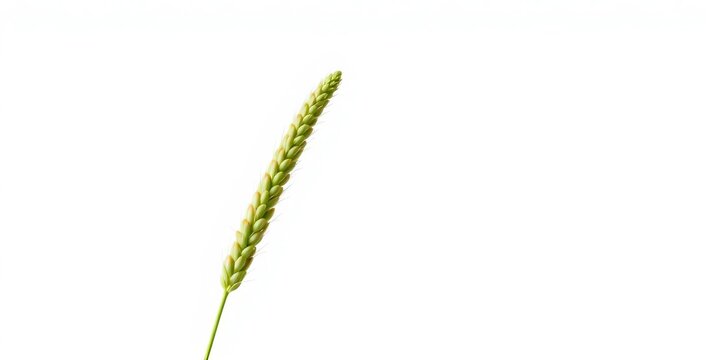 Close-up of single green foxtail grass plant against white background, texture, agriculture - Powered by Adobe