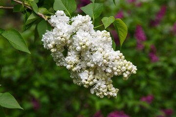 Syringa Alice Harding blooms in garden
