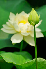 blossoming white lotus flower in pond