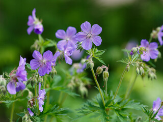 Meadow cranesbill ( Latin- Geranium pratense ) is a dicotyledonous flowering plant