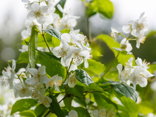 Mock orange ( Latin- Philadelphus ) is a genus of shrubs from the Hydrangeaceae family_3.jpg, Mock orange ( Latin- Philadelphus ) is a genus of shrubs from the Hydrangeaceae family