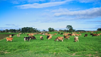 Healthy herd of New Zealand Jersey and Friesian cows on winter grazing pasture. As they wait to birth to their calves and go back into full milk production again.