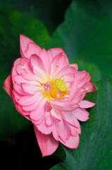 pink lotus flower in garden