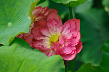 pink lotus flower in garden