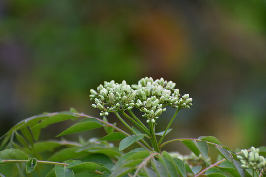 Close-up of Bergera koenigii (curry tree) flower buds and compound green leaves. A herbal plant known for its aromatic leaves, captured in natural daylight with a blurred background.