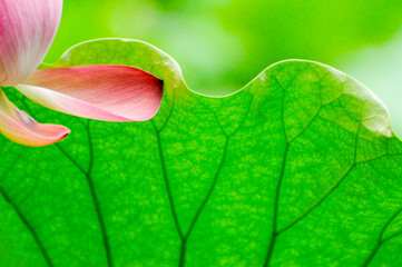 pink lotus flower in garden