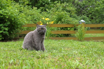 A grey cat sits on green grass in a summer garden against the background of a yellow wooden hedge, garden shrubs and bright flowers.