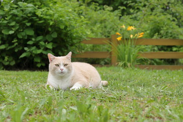 A ginger cat sits on green grass in a summer garden against the background of a yellow wooden...