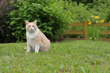 A ginger cat sits on green grass in a summer garden against the background of a yellow wooden hedge, garden shrubs and bright flowers. 