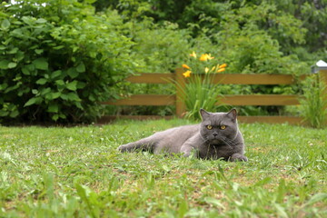 A grey cat sits on green grass in a summer garden against the background of a yellow wooden hedge, garden shrubs and bright flowers.