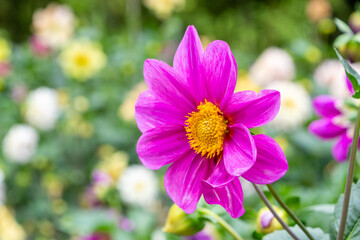 Obraz premium 満開のピンクのダリアのクローズアップ