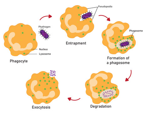 Phagocytosis is a crucial process by which specialized immune cells, such as macrophages and neutrophils, engulf and destroy harmful pathogens to protect the body from infection.