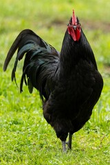 Porträt von einem schwarzen Hahn