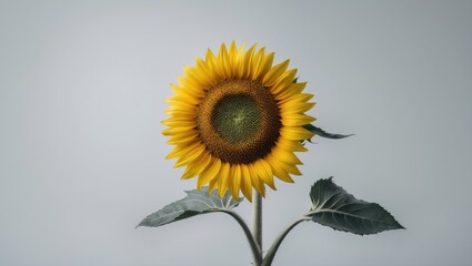 Obraz premium A beautiful yellow sunflower isolated on white background.