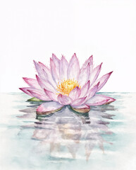 pink water lily