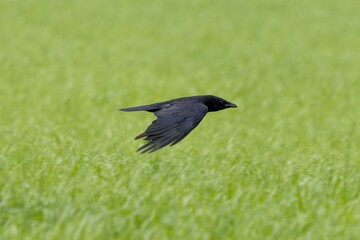 Krähe im Flug über einem Feld 