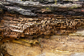 Morsches, zerfressenes Holz an einem umgekippten Baum, Textur 