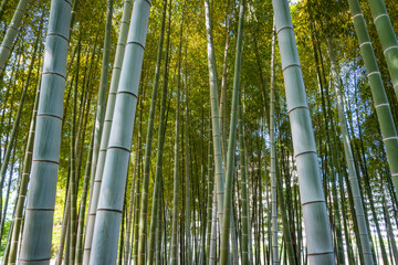Dense bamboo forest with tall green stalks reaching towards the sky under the sunlight