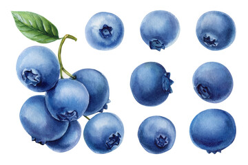 Watercolor Blueberry Set with Branch and Berries Botanical Summer Fruit Clipart for Recipes Packaging Labels and Kitchen Decor