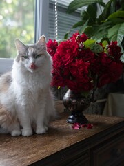  Beautiful tricolor cat with bouquet red roses