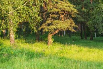 Trees in the park on lawn