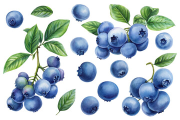 Watercolor Blueberry Clipart Set Berries and Green Leaves Fresh Summer Fruit Collection Food Packaging Labels Kitchen Decor