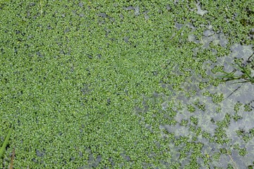 Wasserlinsen - Naturhintergrund, Textur 