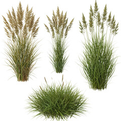Assorted ornamental grasses isolated on transparent background