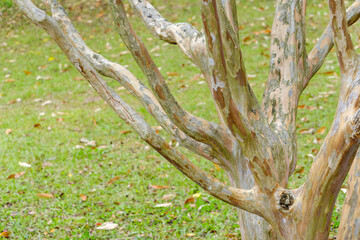 サルスベリの幹の模様と自然のテクスチャ