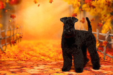 Black Terrier in Golden Fall Setting