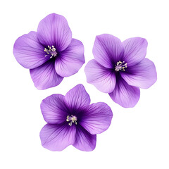 purple flowers isolated on white background cutout 