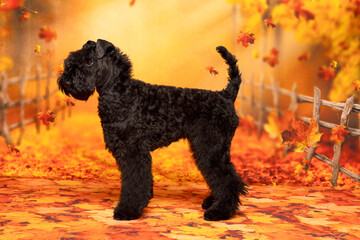 Terrier Side Profile in Autumn Scene