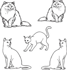 Healthy Furry Cat and Hairless Cat Staring with Anger, Funny Angry Cat Interaction, Pet Rivalry Concept, Domestic Cats Face Off, Emotional Cat Expression, Unique Cat Breeds Confrontation Scene