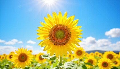 Fototapeta premium Blooming sunflowers on a bright sunny day with copy space
