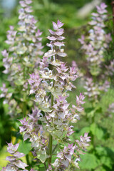 Salvia sclarea, commonly known as clary sage. Sage Clary - Salvia sclarea is also called Perennial Clary is a striking plant with colourful bracts and tall, lavender and white flowers.