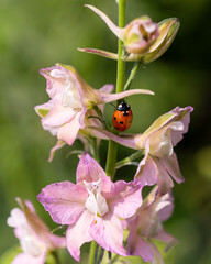 Close-up of a ladybug on the petals of the Delphinium Speronella flower. Insects and flowers in spring. Predatory animals.