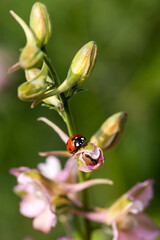 Close-up of a ladybug on the petals of the Delphinium Speronella flower. Insects and flowers in spring. Predatory animals.