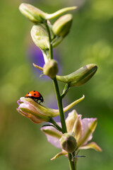 Close-up of a ladybug on the petals of the Delphinium Speronella flower. Insects and flowers in spring. Predatory animals.