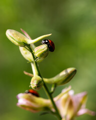 Close-up of a ladybug on the petals of the Delphinium Speronella flower. Insects and flowers in...