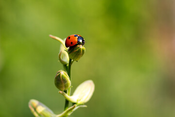 Close-up of a ladybug on the petals of the Delphinium Speronella flower. Insects and flowers in spring. Predatory animals.