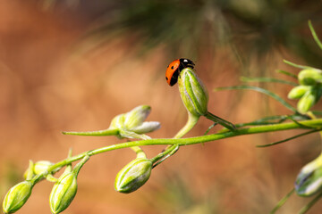 Close-up of a ladybug on the petals of the Delphinium Speronella flower. Insects and flowers in spring. Predatory animals.