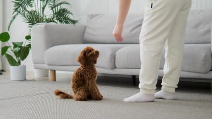 Woman rewards dog with tasty food for correctly fulfilling command. Dog happily starts eating, looking appreciatively at its owner. Training strengthens mutual understanding between woman and dog.