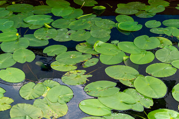 Water lily leaves floating on the surface of calm water. The green, round leaves create a dense, natural carpet on the lake or pond