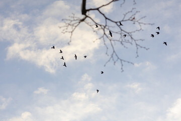 Ein Ast vor dem Himmel mit fliegenden Vögeln, ein symbolisches Bild für Ruhe und Frieden 