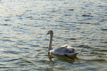 mute swan swimming on the calm surface of a lake in natural light. A peaceful summer scene with a...