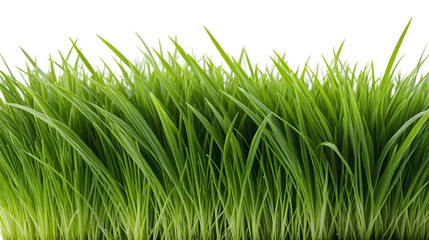 Fototapeta premium Grass isolated on white background