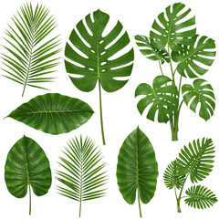 Tropical green leaves collection isolated on transparent background