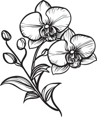 Elegant Black and White Orchid Illustration
Vintage Botanical Orchid Line Art
Monochrome Floral Tattoo Design – Orchid Bloom