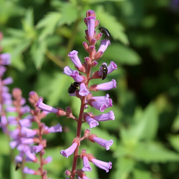 Verbena rigida, Slender verbena, with tubular purple flowers. Beetles are on the flowers. Blurred foliage in the background.